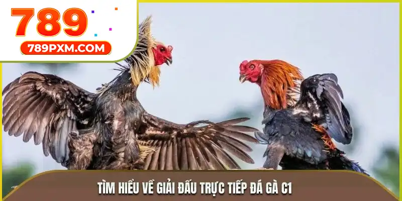 Tìm hiểu về giải đấu trực tiếp đá gà C1 Tìm hiểu về giải đấu trực tiếp đá gà C1