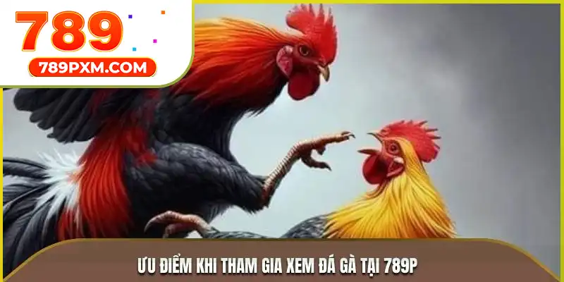 Ưu điểm khi tham gia xem đá gà tại 789P Ưu điểm khi tham gia xem đá gà tại 789P