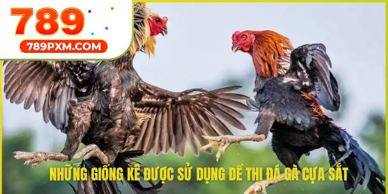 Các giống gà đá gà cựa sắt