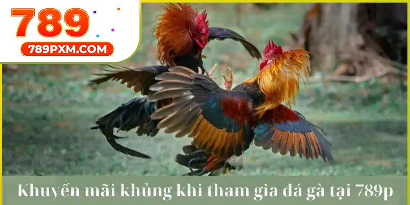 Khám phá những ưu đãi khủng khi tham gia đá gà trực tiếp campuchia