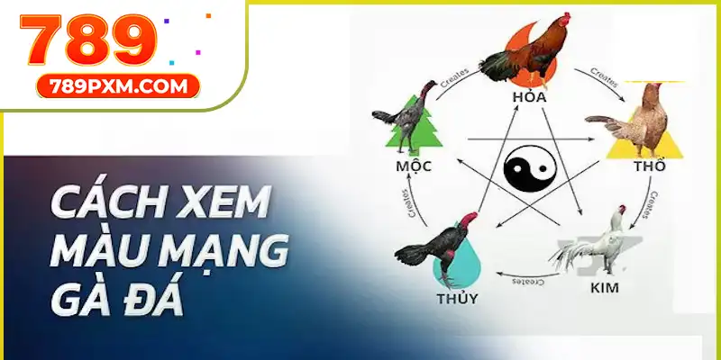 Gợi ích cách xem màu mạng đá gà Gợi ích cách xem màu mạng đá gà