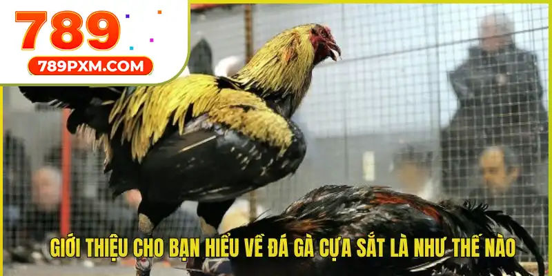 Giới thiệu về đá gà cựa sắt