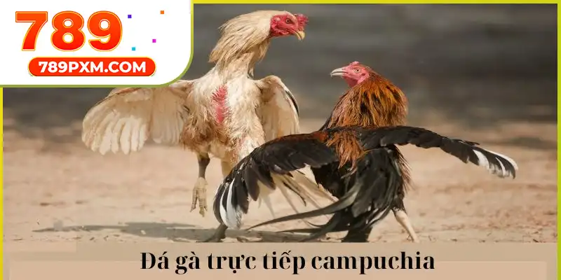 Tổng hợp những thông tin thú vị về đá gà trực tiếp campuchia