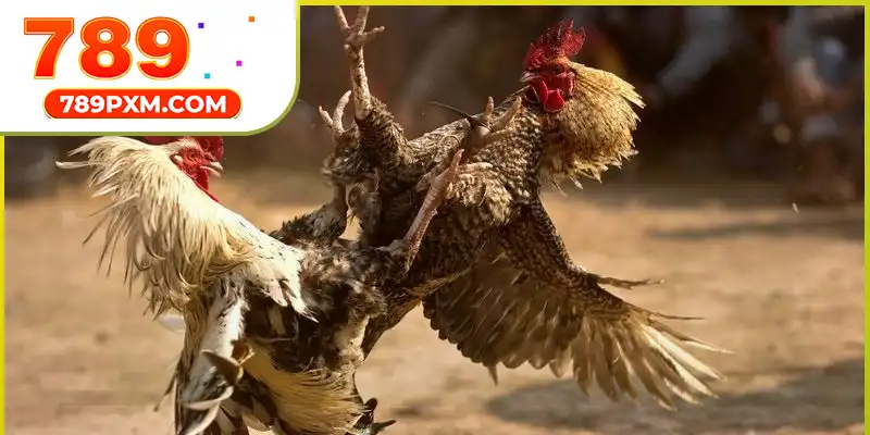 Bật mí quá trình diễn ra trận đấu đầy kịch tính