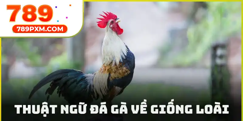Thuật ngữ đá gà liên quan đến các giống thần kê