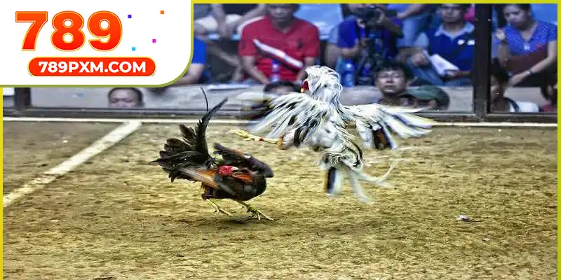 Đôi điều tổng quan về trường gà Thomo