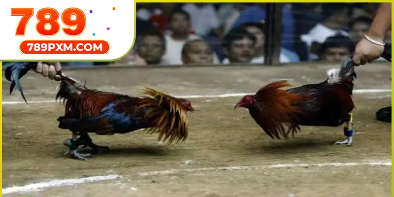 Cập nhật luật thi đấu minh bạch, rõ ràng